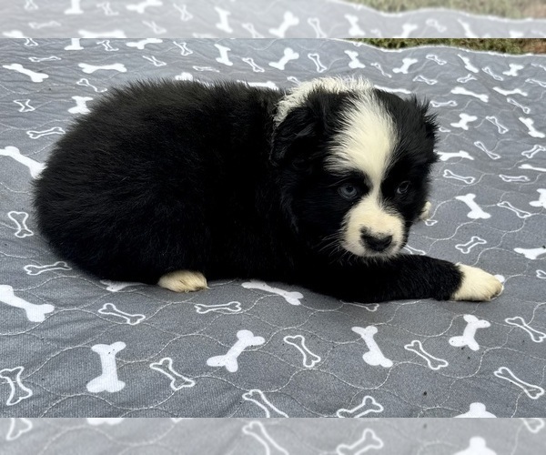 Medium Photo #4 Australian Shepherd Puppy For Sale in SALISBURY, NC, USA