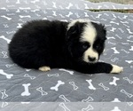 Small #3 Australian Shepherd