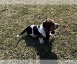 Puppy Dash Basset Hound