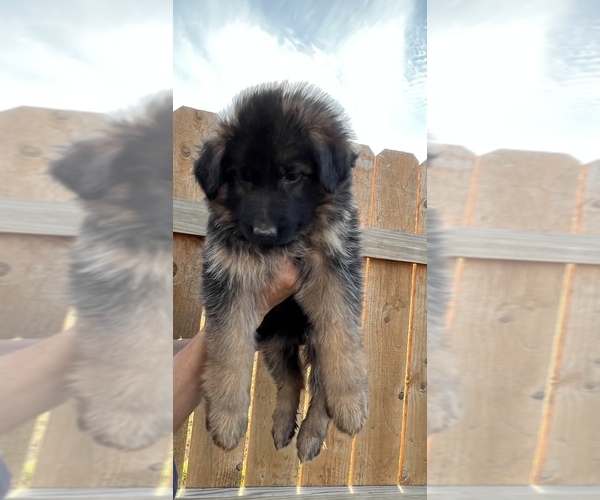 Medium Photo #1 German Shepherd Dog Puppy For Sale in ANTIOCH, TN, USA