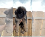 Small Photo #1 German Shepherd Dog Puppy For Sale in ANTIOCH, TN, USA