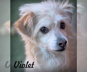 Curly - Male Mutt Dog for Adoption - Photo #5