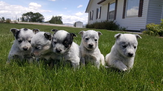 Australian Cattle Dog Puppy for sale in DELTA, CO, USA