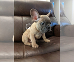 Small Photo #10 French Bulldog Puppy For Sale in DURANT, OK, USA