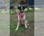 Small #10 Mutt