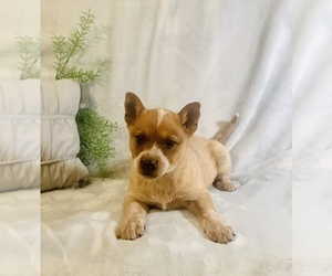 Australian Cattle Dog-Border Collie Mix Puppy for sale in HILLSBORO, WI, USA