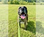 Small #1 Presa Canario