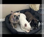 Small #2 French Bulldog