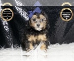 Small #6 Poodle (Toy)