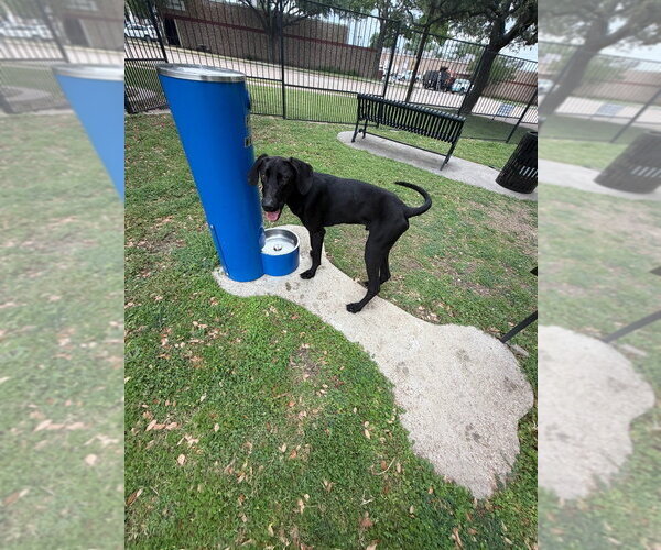 Medium Photo #3 Great Dane Puppy For Sale in Bullard, TX, USA