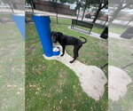 Small #2 Great Dane
