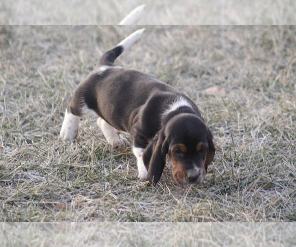 Medium Photo #1 Basset Hound Puppy For Sale in MEMPHIS, MO, USA