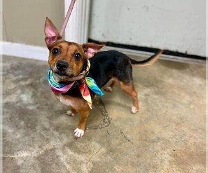 American Rat Pinscher Dogs for adoption in New Orleans, LA, USA