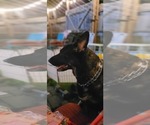 Small #2 German Shepherd Dog