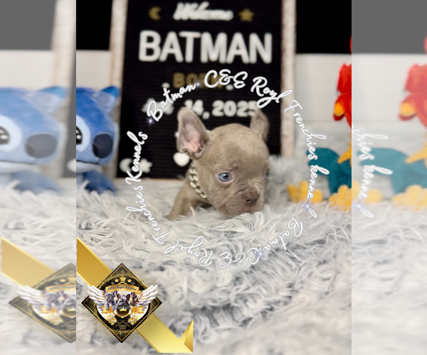 Medium Photo #6 French Bulldog Puppy For Sale in ATHENS, GA, USA