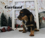Puppy 5 Cavalier King Charles Spaniel