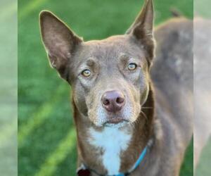 Labrador Retriever-Unknown Mix Dogs for adoption in San Diego, CA, USA
