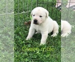 Small Photo #6 Labrador Retriever Puppy For Sale in FARMINGTON, MO, USA