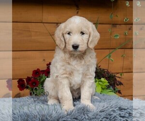 Goldendoodle Puppy for sale in ROARING SPRING, PA, USA