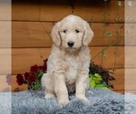 Small Goldendoodle