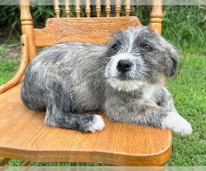 Mutt Dogs for adoption in Genesee, WI, USA