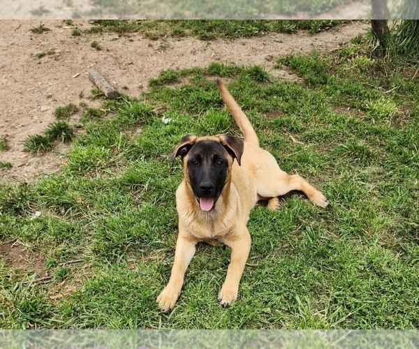 Medium Photo #6 Akita-German Shepherd Dog Mix Puppy For Sale in GRANTS PASS, OR, USA