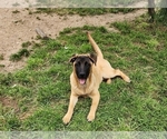 Small Photo #6 Akita-German Shepherd Dog Mix Puppy For Sale in GRANTS PASS, OR, USA