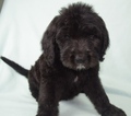 Small Photo #11 Goldendoodle Puppy For Sale in OMAHA, NE, USA