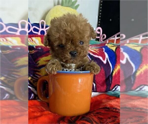 Medium Photo #3 Poodle (Toy) Puppy For Sale in FORT LAUDERDALE, FL, USA