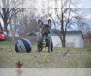 French Bulldog Puppy for sale in SHEPHERDSVILLE, KY, USA