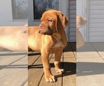Small Photo #4 Dogue de Bordeaux Puppy For Sale in SAVOY, MA, USA