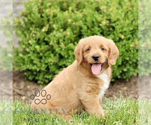 Medium Photo #4 Miniature Labradoodle Puppy For Sale in STRASBURG, PA, USA