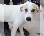 Small #5 Labrador Retriever-Retriever  Mix
