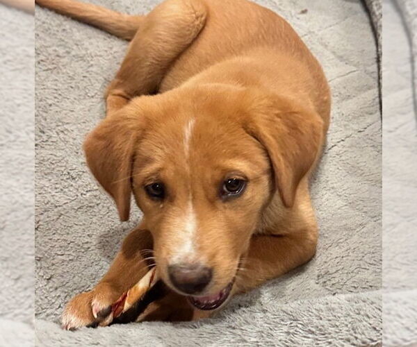 Medium Photo #1 Mutt Puppy For Sale in Laramie, WY, USA