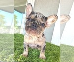 Small Photo #4 French Bulldog Puppy For Sale in ENCINO, CA, USA