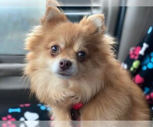 Pomeranian Dogs for adoption in Lewistown, PA, USA