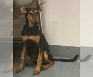 Doberman Pinscher Dogs for adoption in Baytown, TX, USA