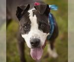 Small #1 Staffordshire Bull Terrier