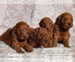Small Photo #5 Goldendoodle Puppy For Sale in BREA, CA, USA