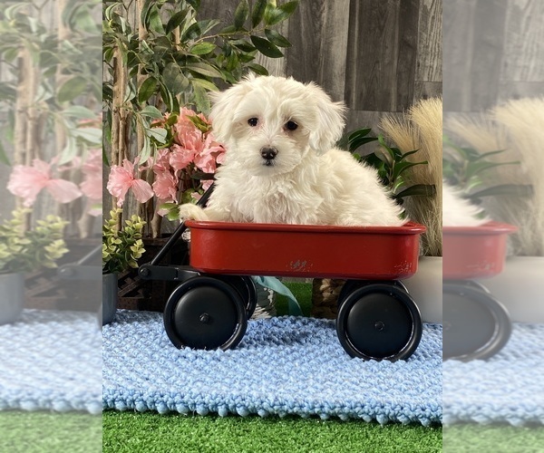 Medium Photo #4 Coton de Tulear Puppy For Sale in CANOGA, NY, USA