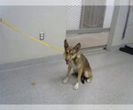 A188723 - Female German Shepherd Dog-Unknown Mix Dog for Adoption - Small photo