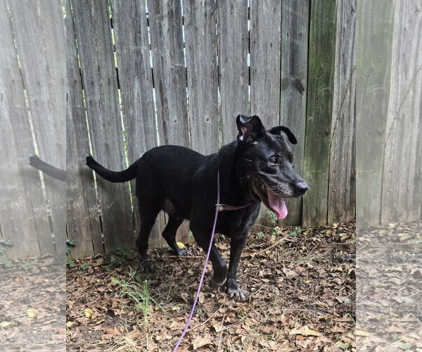 Medium Photo #4 Mutt Puppy For Sale in Jackson, MS, USA