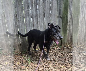 Chickory - Female Mutt Dog for Adoption - Photo #4