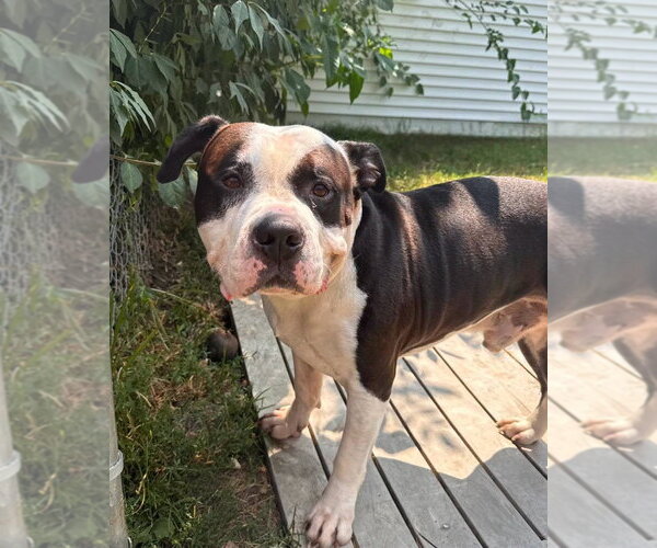 Medium Photo #3 American Bulldog-Unknown Mix Puppy For Sale in Muskegon, MI, USA