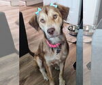 Small Retriever  Mix