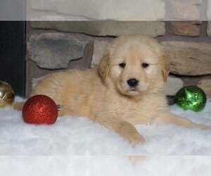 Golden Retriever Puppy for sale in FREDERICKSBG, OH, USA