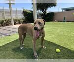 Small #1 American Pit Bull Terrier