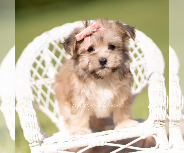Medium Photo #18 Morkie Puppy For Sale in WARSAW, IN, USA