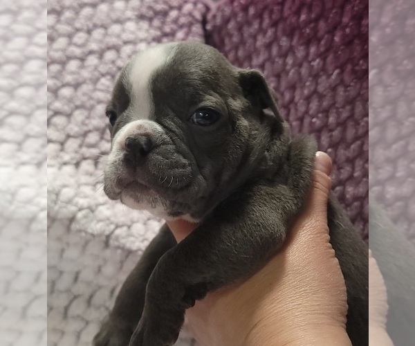 Medium Photo #8 Olde English Bulldogge Puppy For Sale in ATHOL, ID, USA
