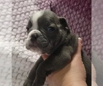 Small #7 Olde English Bulldogge